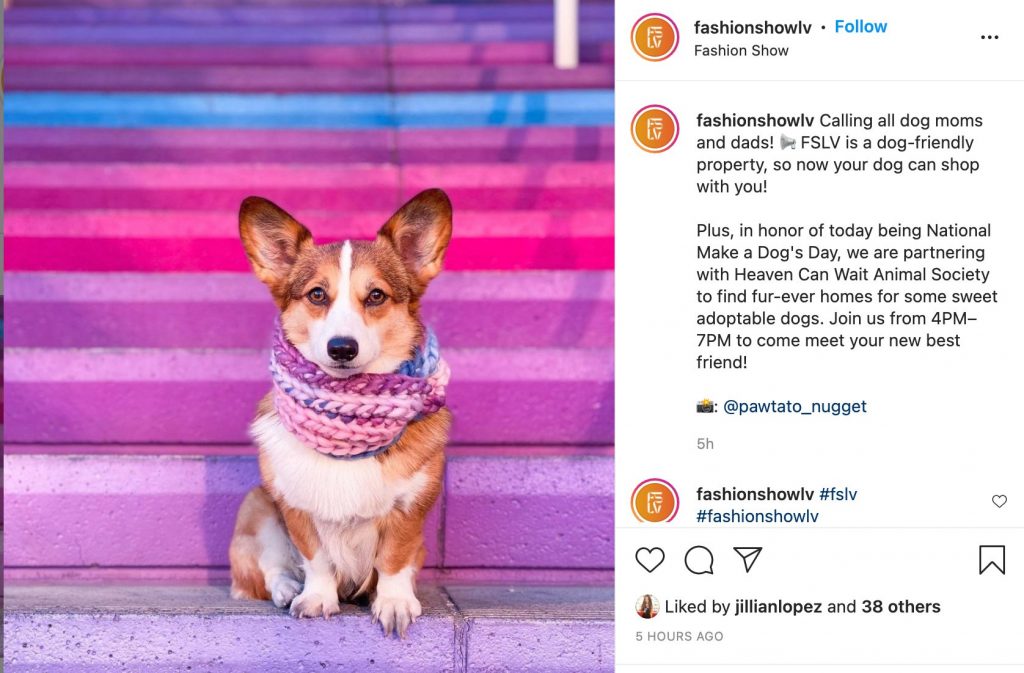 pet adoption at fashion show instagram post