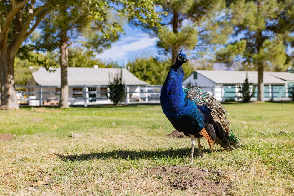 Peacock walking around in the Floyd Lamb Park Las Vegas