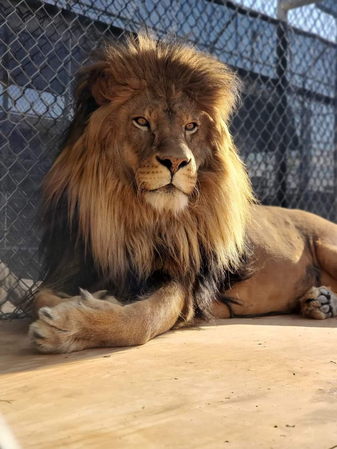 Benny the Lion at The Lion Habitat