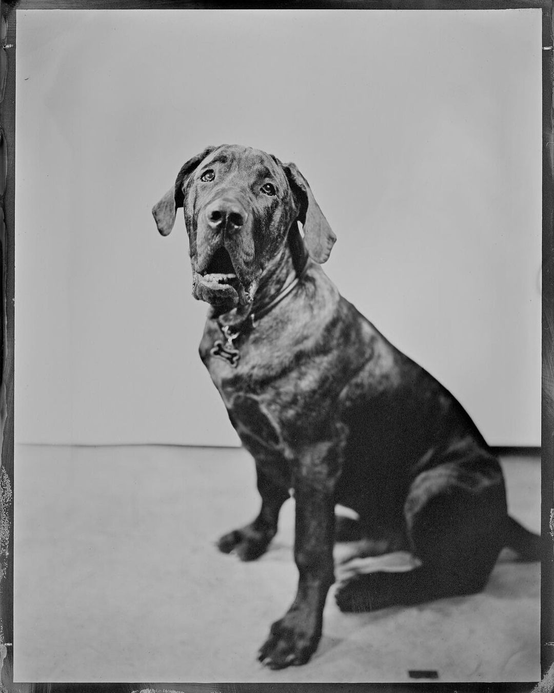 national dog day portraits at myron hensel photography