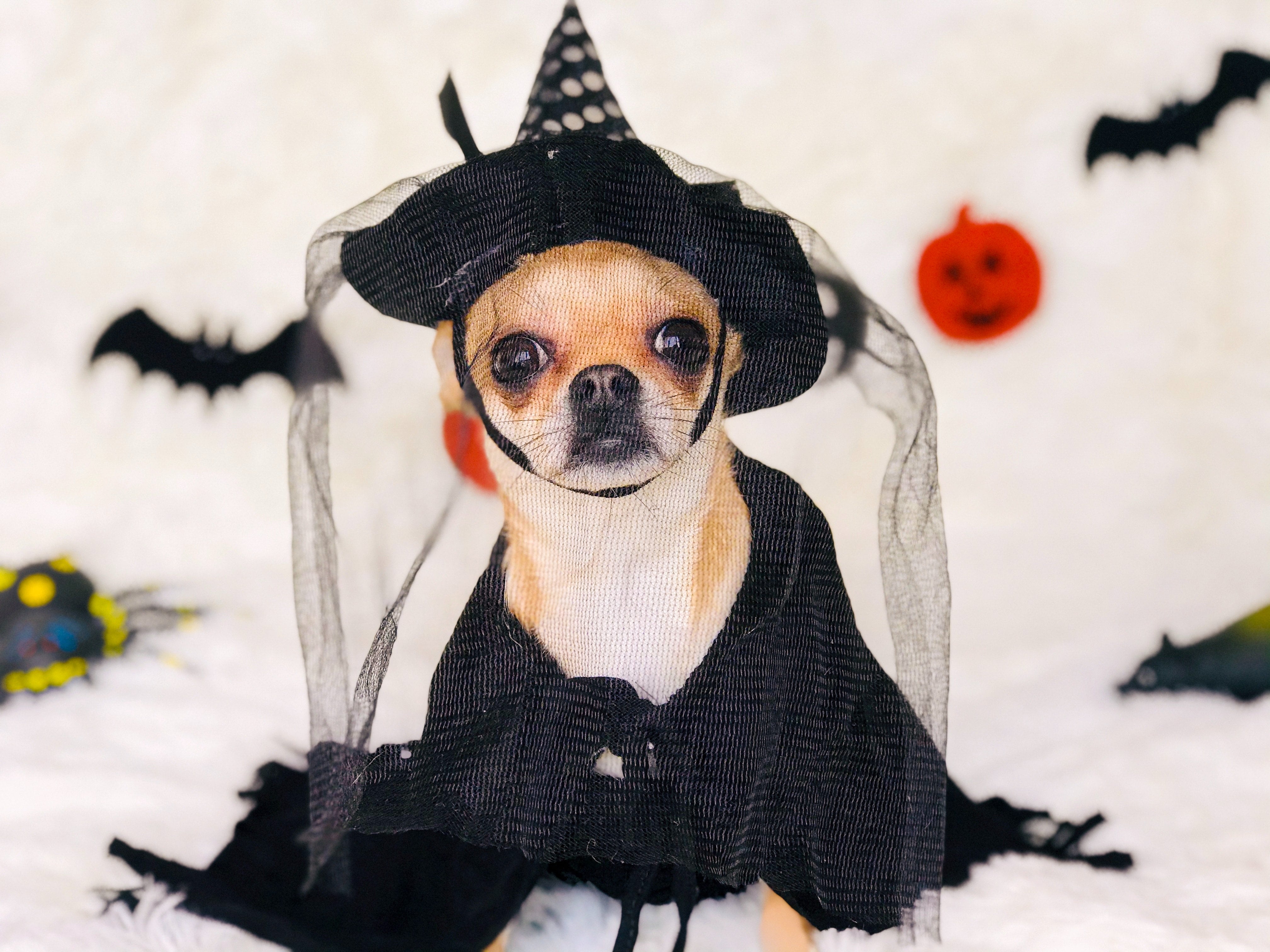 chihuahua-dog-witch-costume-halloween