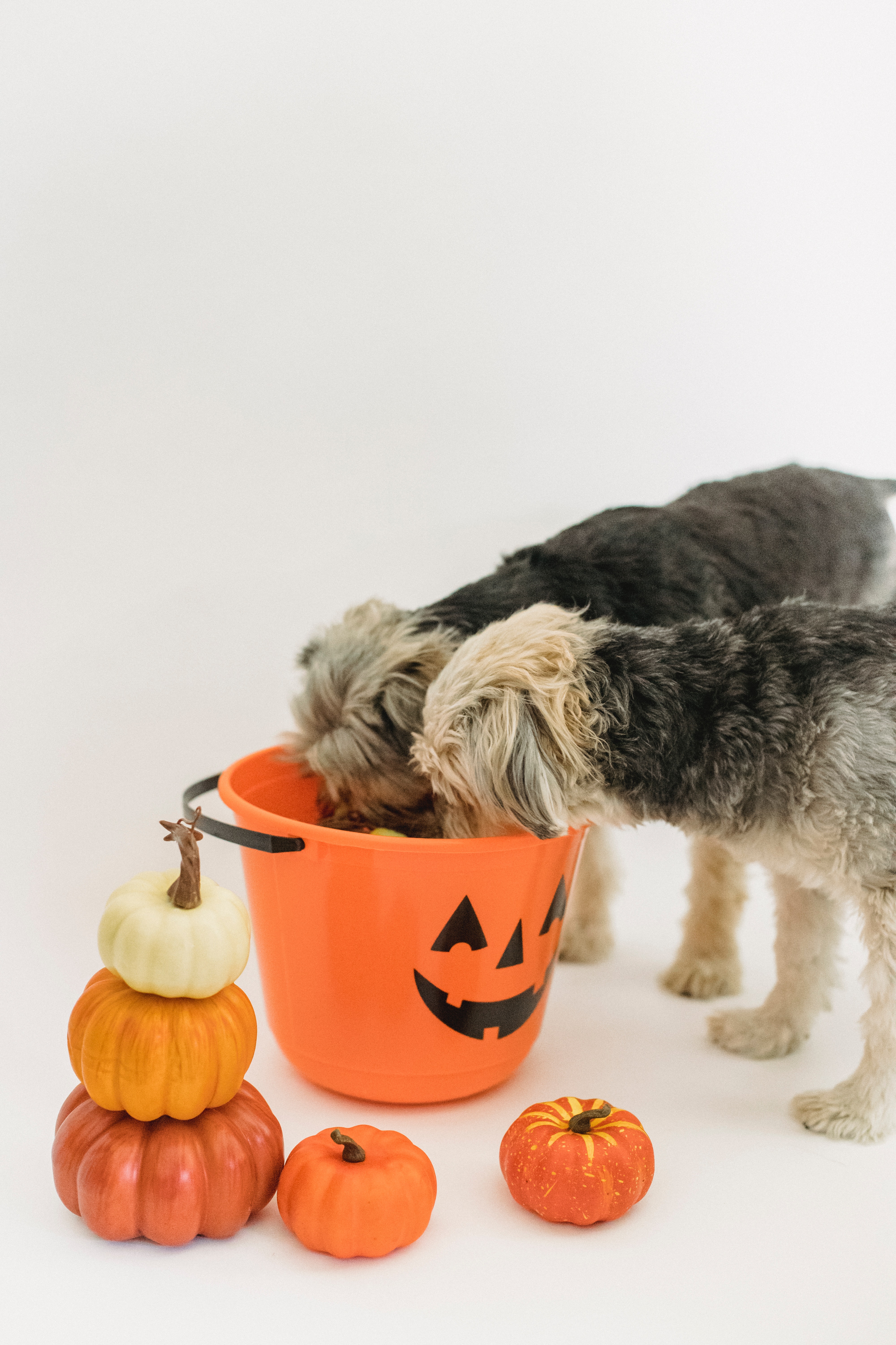 dog-friendly-halloween-photo-of-dogs-eating-treats