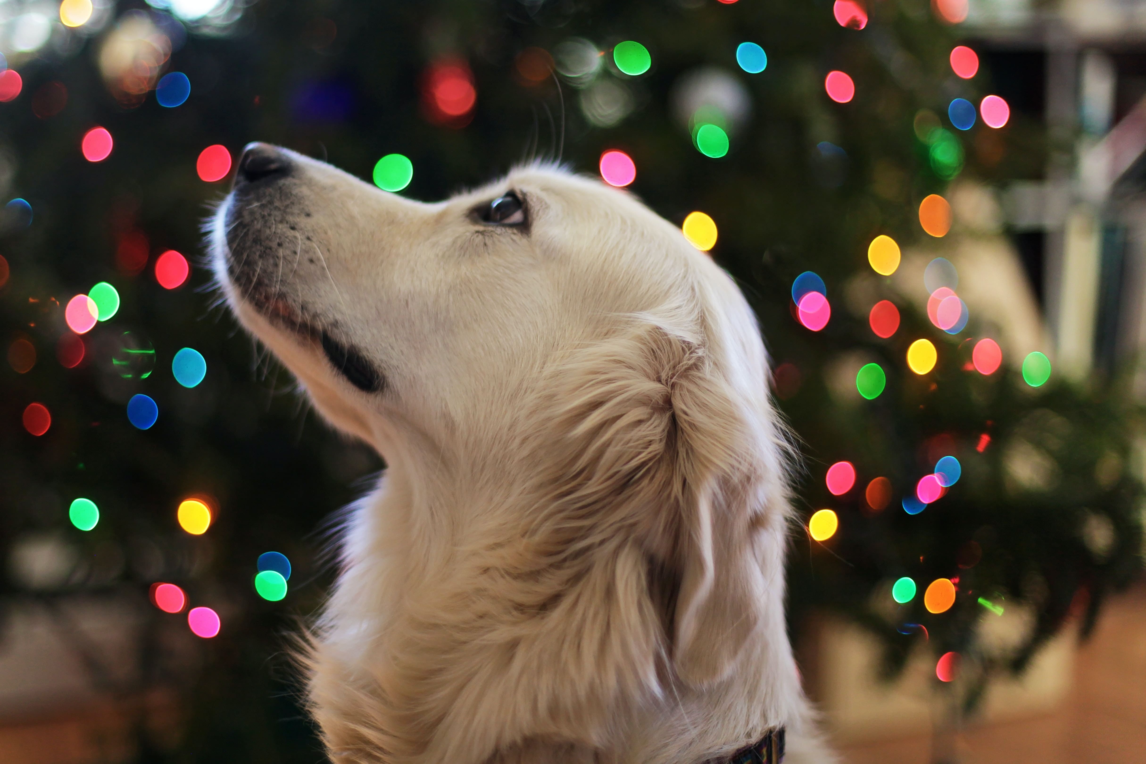 rescue dogs - golden retriever with holiday lights - new year's resolutions 2023